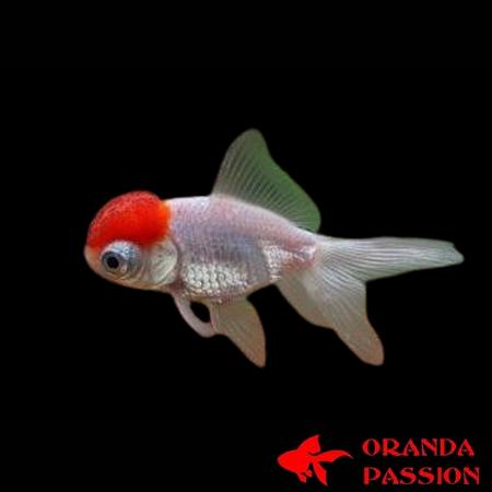 achat poisson rouge voile de chine telescope red cap