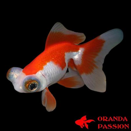 achat poisson rouge voile de chine telescope rouge et blanc