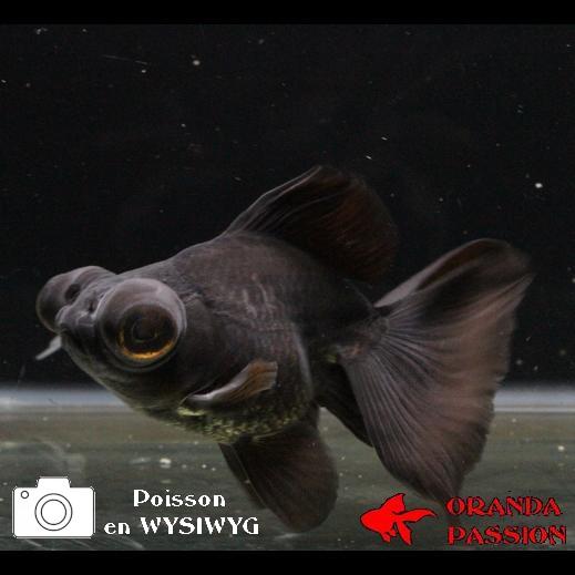 poisson rouge-telescope-voile de chine-BUTTERFLY- black moor 2-13-0708