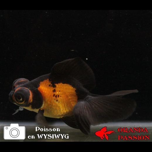 poisson rouge-voile de chine-telescope-demekin 2-03-0708