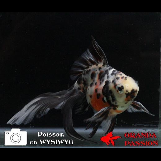 poisson rouge-voile de chine-fantail 4-02-1214