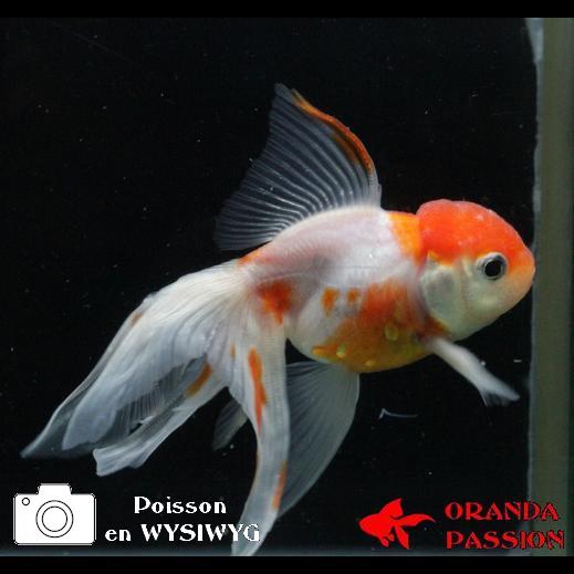 poisson rouge-oranda-tête de lion-voile de chine 2-09-0708