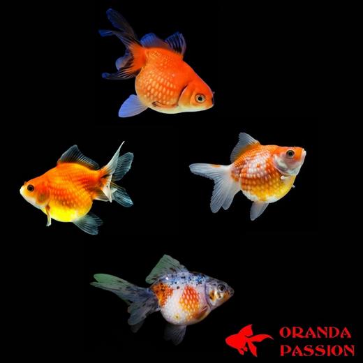 achat voile de chine poisson rouge pearlscale assortis