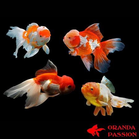 achat poisson rouge voile de chine tête de lion oranda assortis