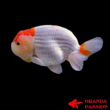 ACHAT RANCHU LIONHEAD VOILE DE CHINE RED CAP