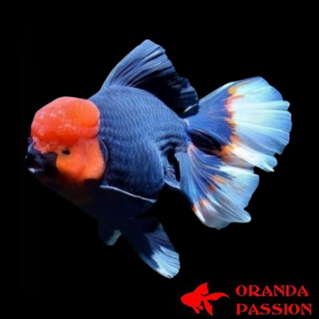 carassius auratus japonais oranda tete de lion black tancho grade