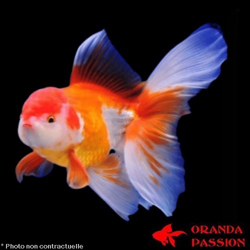 Carassius auratus-Japonais oranda tête de lion rouge et blanc 13-15 cm