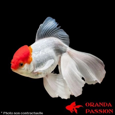Carassius auratus-Japonais oranda tête de lion red cap 13-15 cm