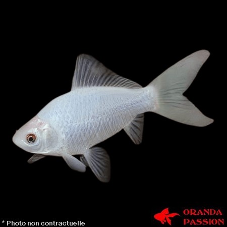 CARASSIUS AURATUS-COMETE BLANCHE 4-7 CM lot de 10