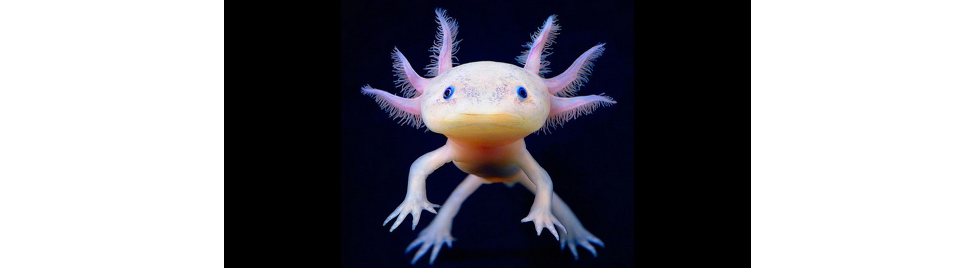 pourquoi avoir un axolotl