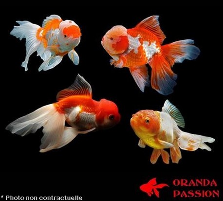 Pourquoi choisir des poissons d'eau froide ?