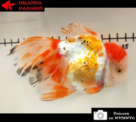 WYSIWYG ORANDA PASSION