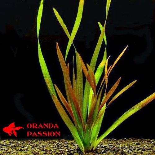 Vallisneria americana gigantea 40 cm