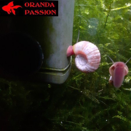 Escargot nettoyeur Planorbis Taille L