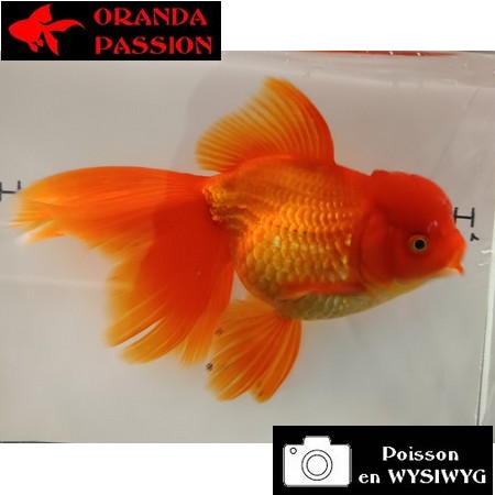 Japonais ORANDA sur photo (19cm)