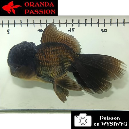 Japonais ORANDA sur photo (16 cm)