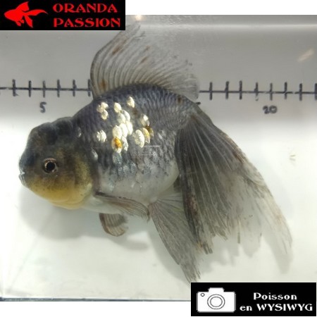 Japonais ORANDA sur photo (17cm)