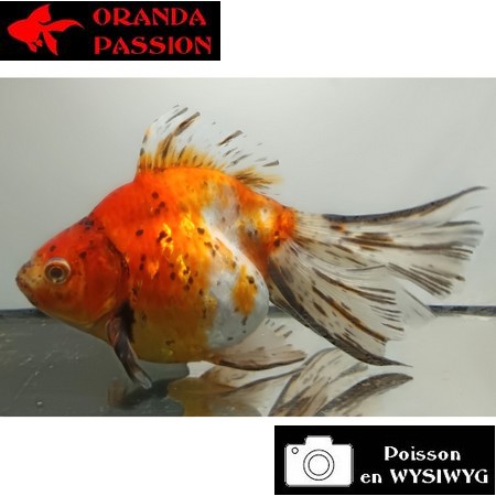 Japonais RYUKIN sur photo (18 cm)
