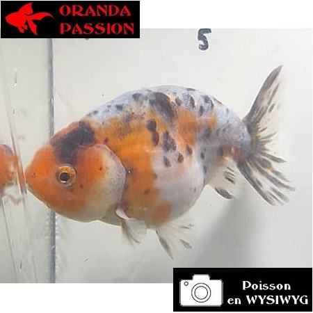 Japonais RANCHU sur photo (8 cm)