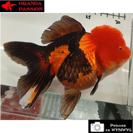 Japonais ORANDA sur photo (14cm)
