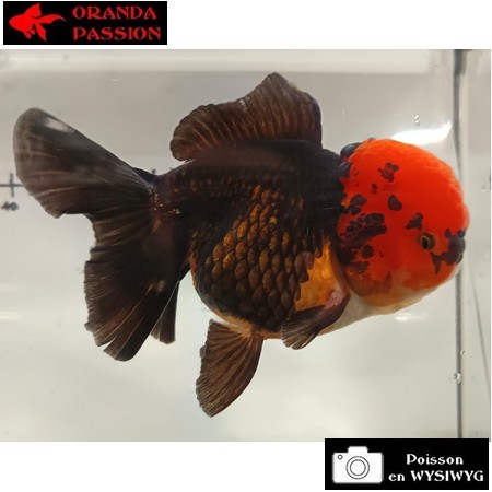 Japonais ORANDA sur photo (14.5cm)