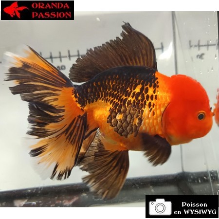 Japonais ORANDA sur photo (14cm)