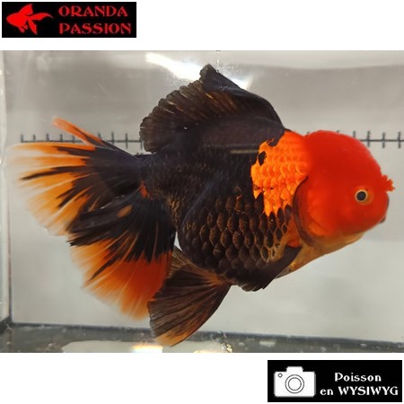 Japonais ORANDA sur photo (16cm)