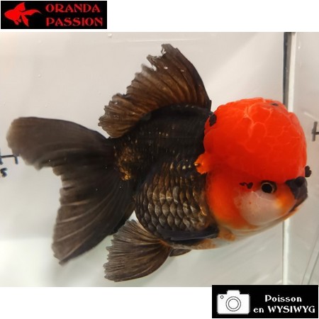 Japonais ORANDA sur photo (14cm)