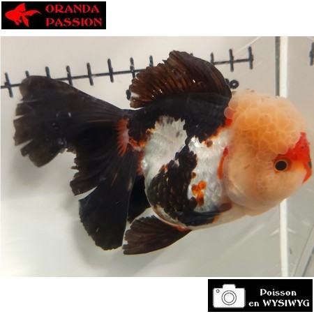 Japonais ORANDA sur photo (13cm)