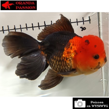 Japonais ORANDA sur photo (14.5cm)