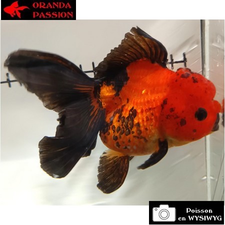 Japonais ORANDA sur photo (14cm)
