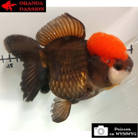 Japonais ORANDA sur photo (14cm)