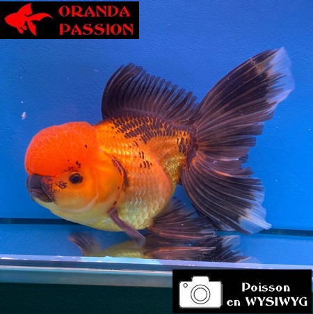 VOILE DE CHINE ORANDA 14-16 cm WYSIWYG ROUGE ET NOIR
