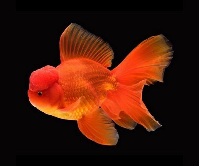 oranda rouge red poisson rouge