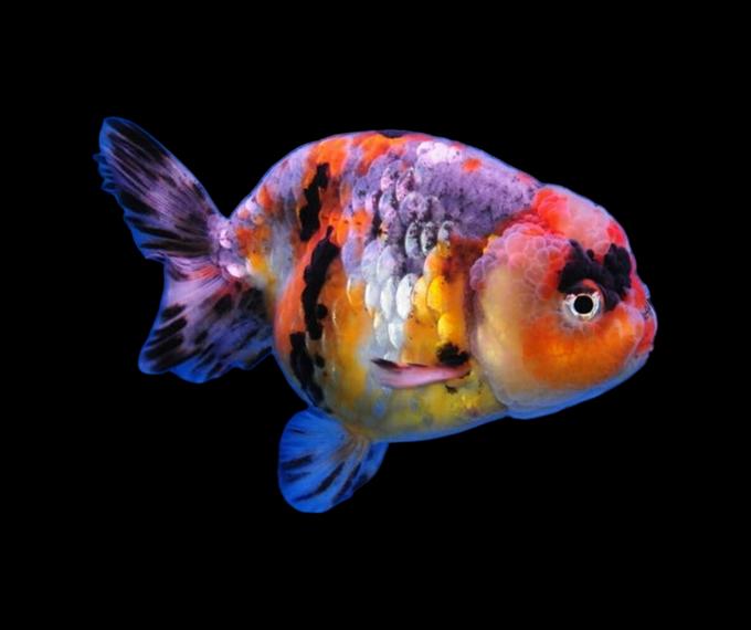 poisson rouge voile de chine ranchu tricolore