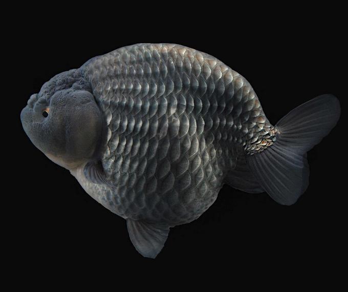 poisson rouge voile de chine ranchu argent