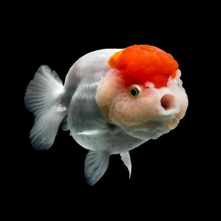 poisson rouge voile de chine lionchu red cap