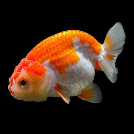 poisson rouge voile de chine ranchu rouge et blanc
