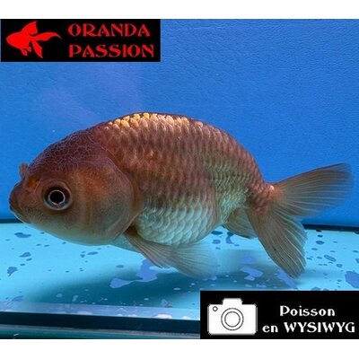 VOILE DE CHINE RANCHU 8-10 cm WYSIWYG BRONZE 46