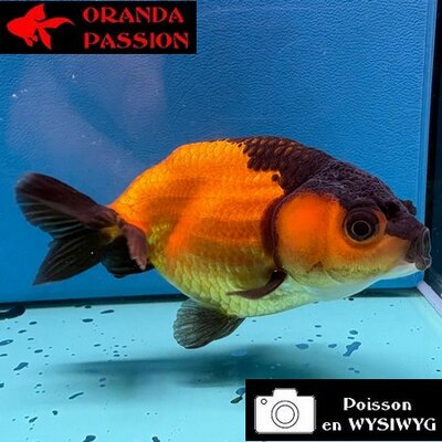 VOILE DE CHINE RANCHU 8-10 cm WYSIWYG ROUGE ET NOIR 40
