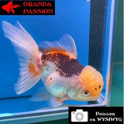 VOILE DE CHINE ORANDA 14-16 cm WYSIWYG TRICOLORE 06