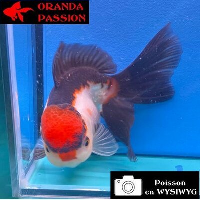 VOILE DE CHINE ORANDA 12-14 cm WYSIWYG TRICOLORE TANCHO 54