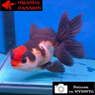 VOILE DE CHINE ORANDA 12-14 cm WYSIWYG PANDA TANCHO 73