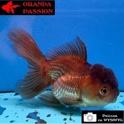 VOILE DE CHINE ORANDA 10-12 cm WYSIWYG BRONZE 31