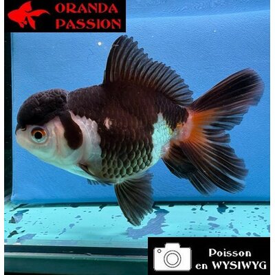VOILE DE CHINE ORANDA 10-12 cm WYSIWYG PANDA 27