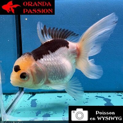 VOILE DE CHINE ORANDA 10-12 cm WYSIWYG PANDA 24