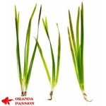 plantes aquarium eau froide valisneria gigantea 2
