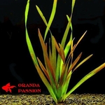 plantes aquarium eau froide valisneria gigantea