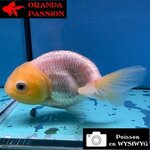VOILE DE CHINE RANCHU 8-10 cm WYSIWYG BLANC 43