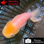 VOILE DE CHINE RANCHU 8-10 cm WYSIWYG BLANC 43BIS
